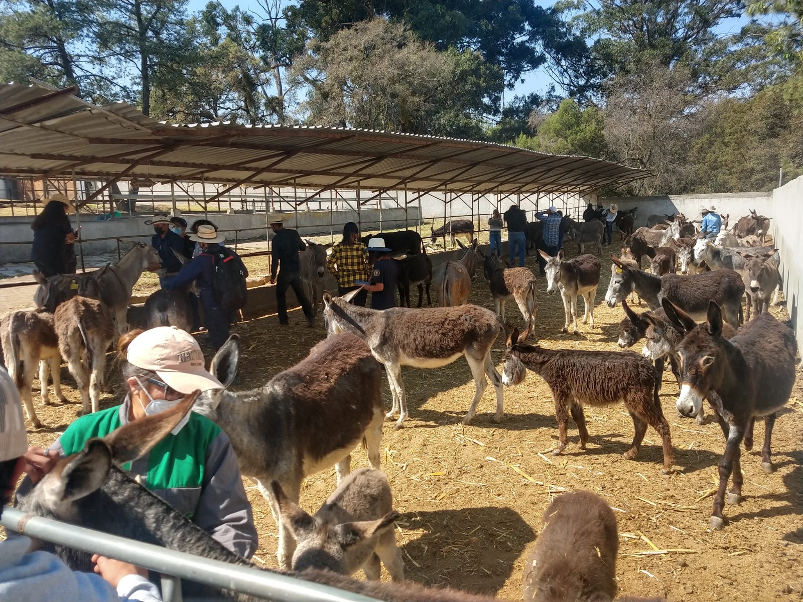 Tlaxcala cuenta con un santuario que protege a los burros